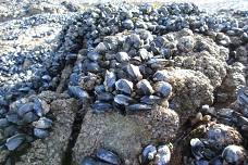 Plastic pollution could impact mussel survival