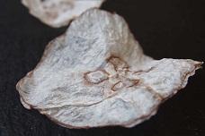 Jellyfish chips