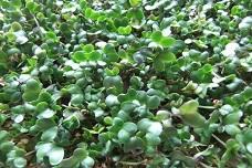 Best way to process broccoli sprouts