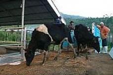 1,200 new heifers for Indonesia’s Greenfields Milk