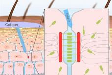 A new peptide for anti-aging