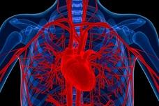 Nanoparticle exposure endangers heart health