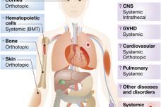 Unproven stem cell therapies risky, warn scientists