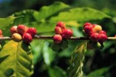 Nestlé Coffee Center opens in Yunnan