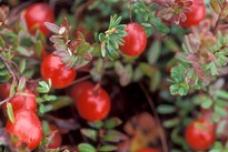 Cranberry extracts seen to prevent colon cancer