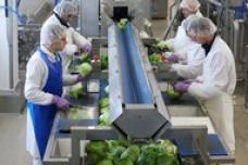 Software increases efficiency of deli food producer