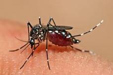 ‘Encouraging’ results from dengue vaccine trials