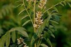 Liquorice extract fights visceral fat