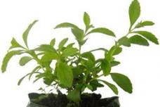 Stevia Nutra reaps first harvest in Cambodia