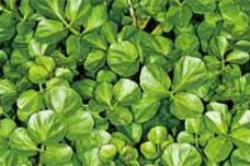 New ‘super food’ breakthrough in sports nutrition