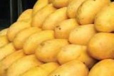 Choose the right mango for the right product