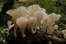 Dispelling the 'killer mushroom' myth