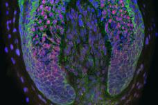 Novel technique induces new human hair growth