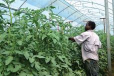 Africa   favourable year for crops