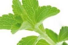 Stevia to drive intense sweetener growth