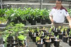 Making crops more adaptable to changing climates