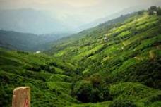 India sets new rules for tea imports