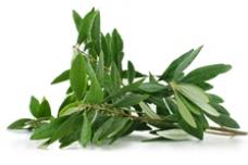 Olive leaf extract for food and beverage