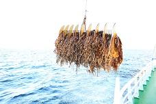 DuPont launches seaweed programme