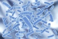 New research on Litesse polydextrose