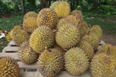 Students hospitalized over durian candy