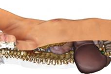 Virtual Dissection