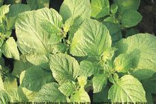 Sustainable diets for Africa