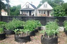Urban agriculture: The potential and challenges of producing food in cities