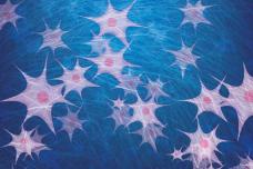 Hydrogels help stem cells regenerate bone tissue