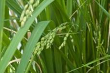 Unlocking ancient rice secrets to overcome rainfall extremes