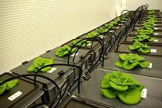 Cultivating veggies in space