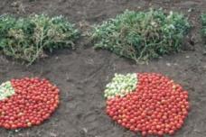 Toolkit for plant breeders boosts crop yields