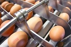 Opportunities are in halal and organic