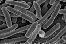 Faster detection and classification of bacteria