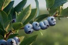 Plant-based concentrates offer manufacturers a natural way to color foods