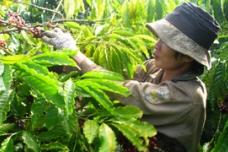 Nestlé inaugurates coffee factory in Viet Nam