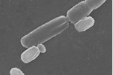 GRAS status for heat-stable probiotic