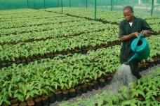 Nestlé helps farmers adapt to climate change