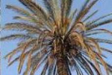 UK food and drink industry welcomes sustainable palm oil sourcing