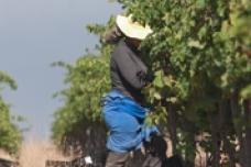 New partnership brings sustainable farming to South Africa