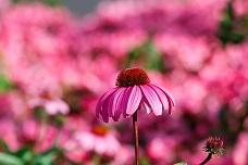 Echinacea boosts immune health - study