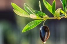 New antioxidants for instant beverages