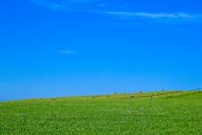 Olam takes part in outgrower plantation programme