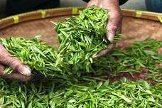 Green tea finds use in cancer therapy