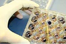 Skin Corrosion & Primary Irritation