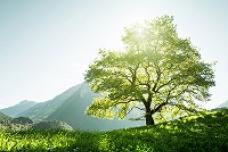 Renewable materials for TPEs
