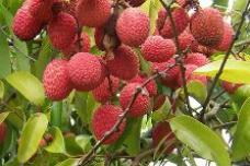 Vietnamese province to export litchi to US