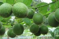 Will China’s luo han guo outpace stevia?