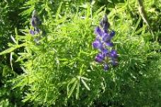 Animal protein alternatives explored