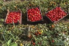 Tomato extract with non-GMO verified seal